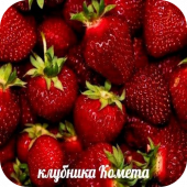 Клубника "Комета" 